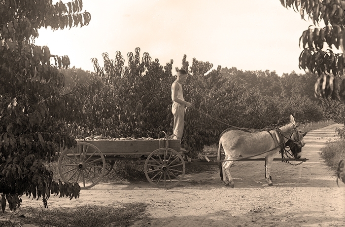 Louis A. Cooley driving a donkey cart