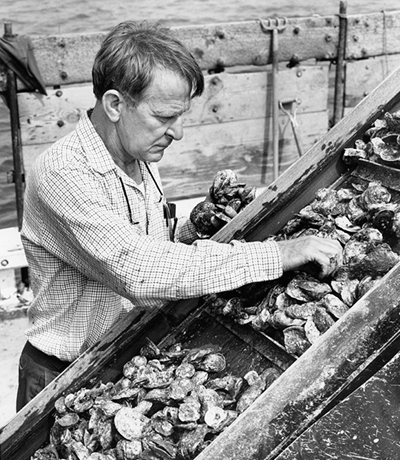 Harold W. Haskins inspecting seed oysters on the Delaware Bay