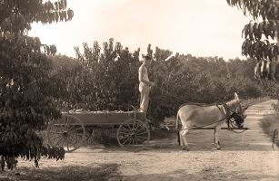 Louis A. Cooley driving a donkey cart
