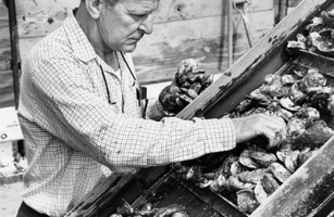 Harold W. Haskins inspecting seed oysters on the Delaware Bay