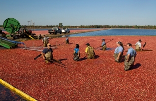 Rutgers researchers standing in a New Jersey cranberry bog